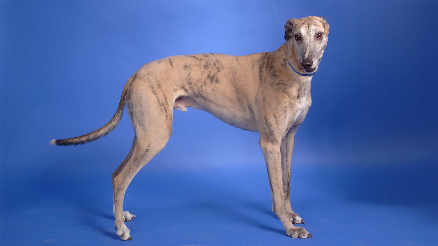 Studio photograph of a healthy greyhound