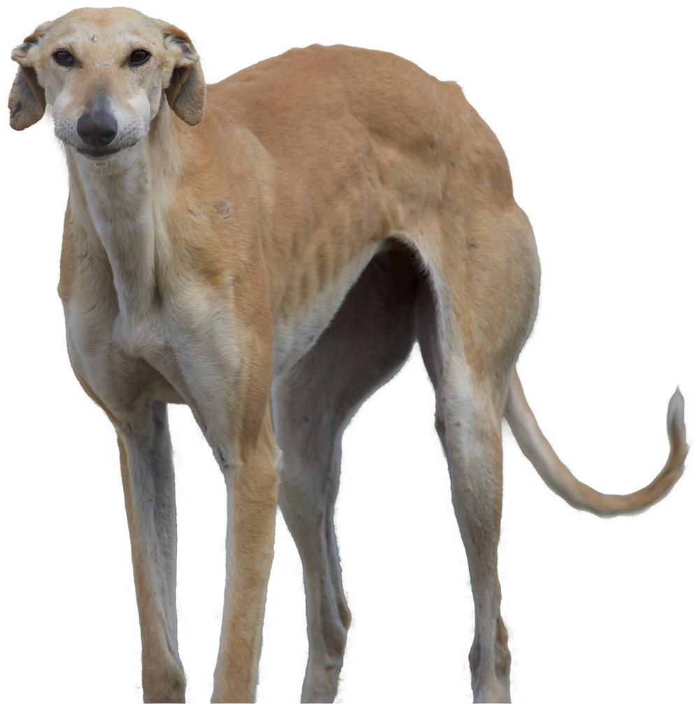 Dr. Couto's Greyhound patient looking at the camera