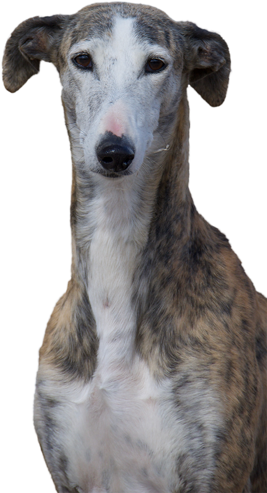Bust photo of healthy adult Greyhound taken by Dr. Couto