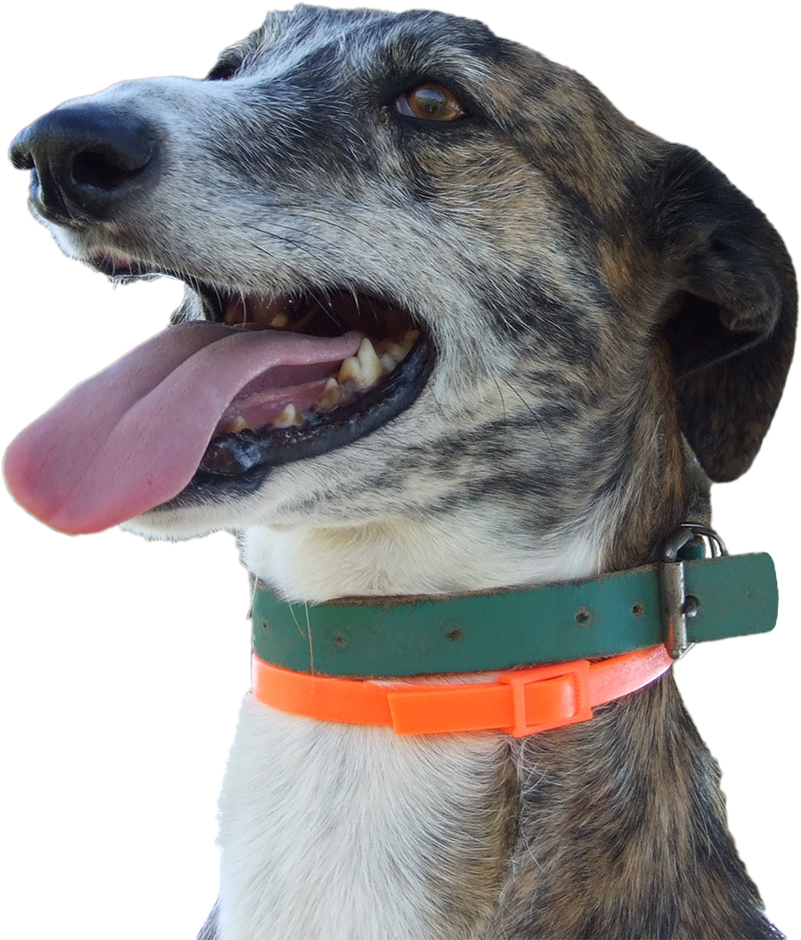 A happy greyhound named Galgo