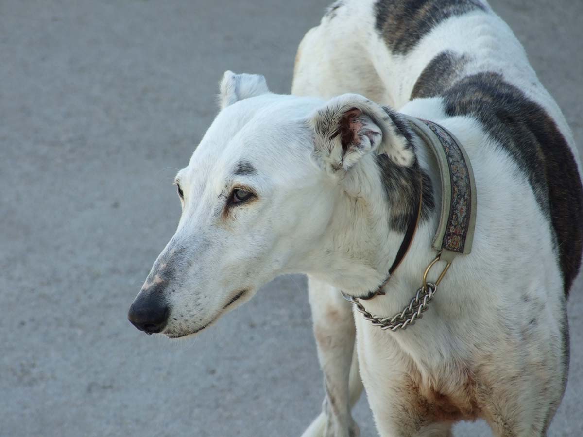 Supporting Greyhounds bleeding and clotting issues