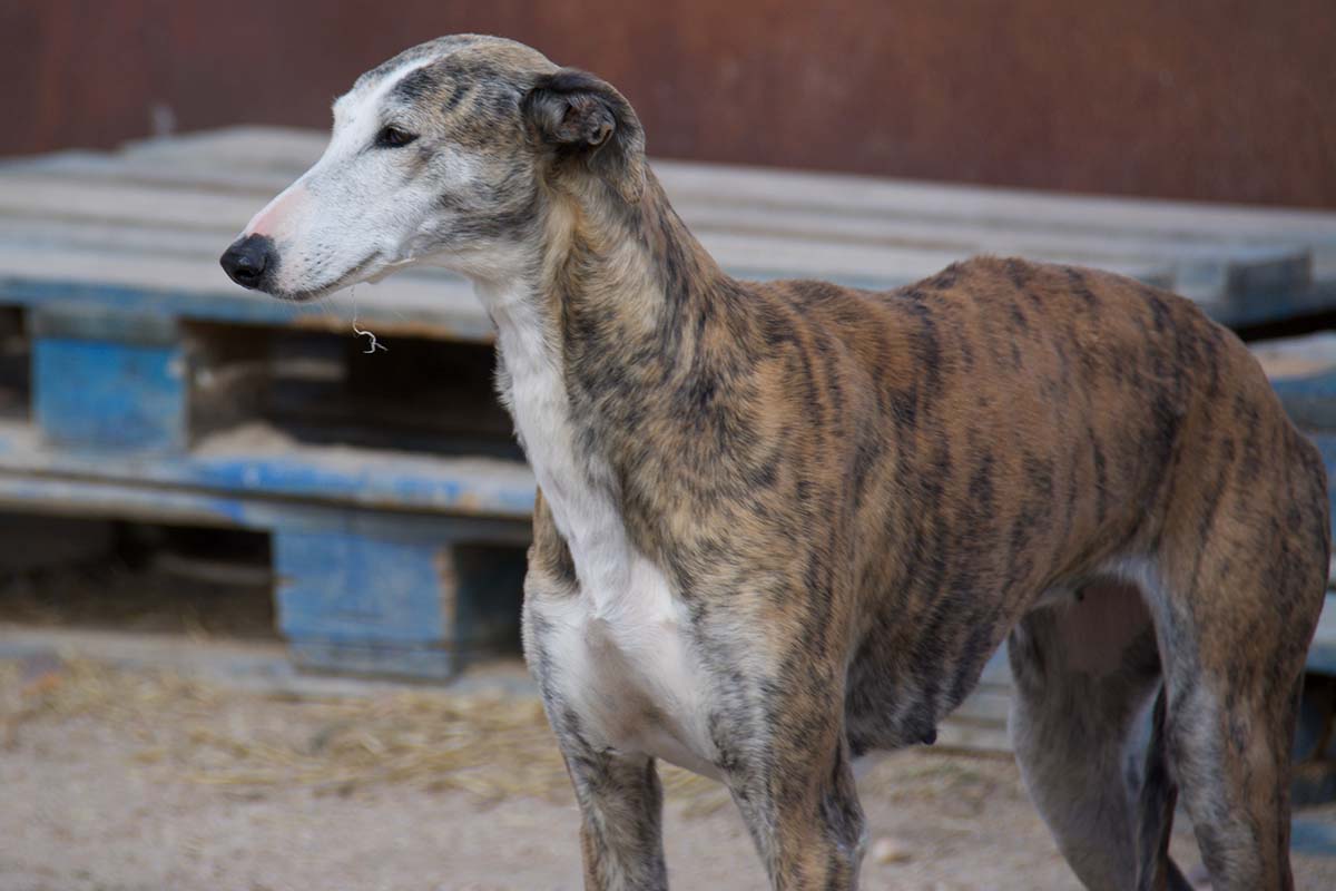 An image of a Greyhound, canines which have unique genomic features