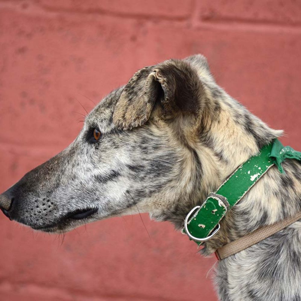 Rescued Greyhound dog supported by Couto Veterinary Consultants