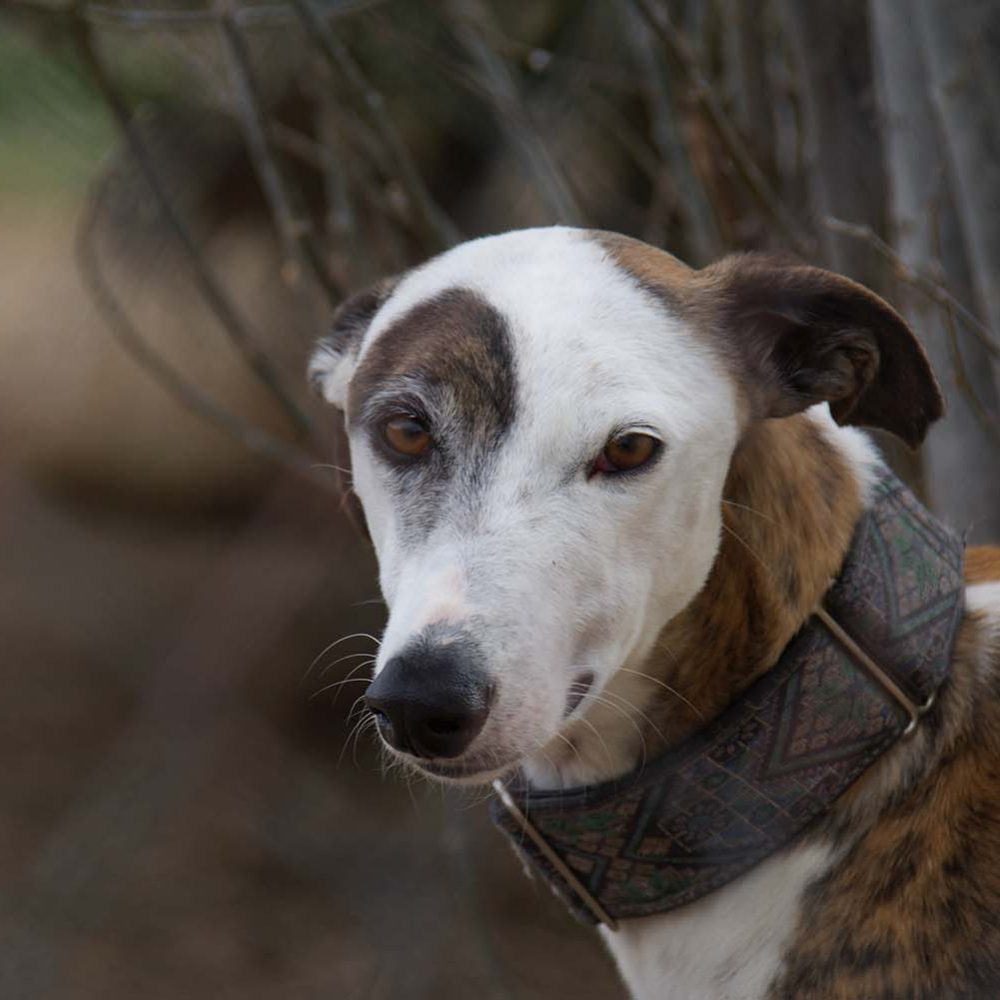 Profile of healthy adult sighthound